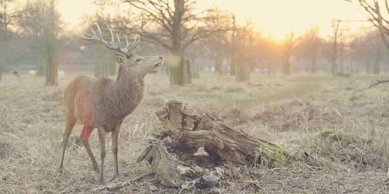PWZB YJM70：在线购物中的日式禅意，开启自然生活新维度