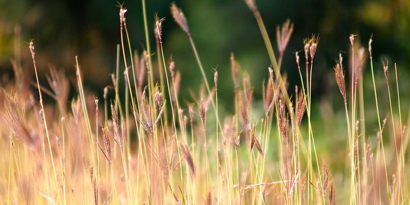 从自然生活到绿色商品：PWZB YJM如何赋能可信绿电交易，重塑电子商务新生态