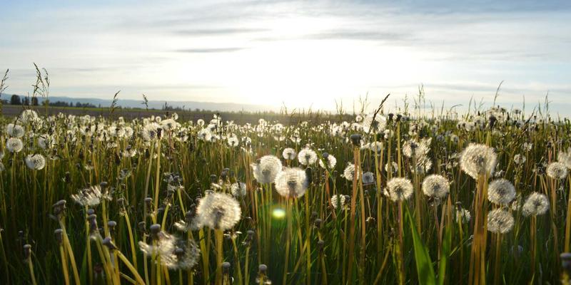 电子商务新趋势：利用PWZB YJM算法为绿色商品实现智能推荐